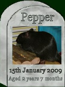 [Pepper]