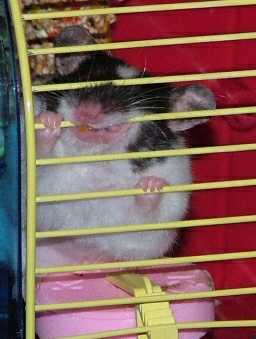 [Pickles chewing on cage bars ]