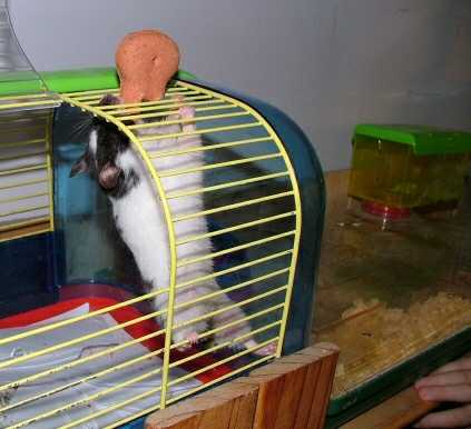 [Pickles on cage bars ]