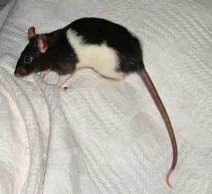 [Nicola on bed cover showing tail ]