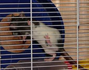 [Nicola climbing inside cage ]